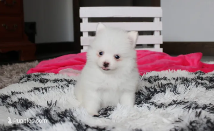Bianca  – Pomeranian puppy for sale in Millersburg, OH