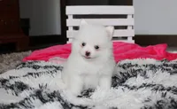 Bianca , a female Pomeranian for sale in Millersburg, OH – 1 of 9