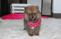 Zara, a female Pomeranian for sale in Millersburg, OH – 9 of 10