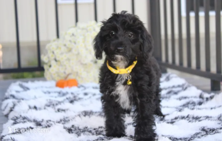 Ranger – Yorkipoo puppy for sale in Millersburg, OH