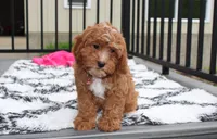 Felicity , a female Cavapoo for sale in Millersburg, OH – 2 of 10
