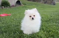 Charlie , a male Pomeranian for sale in Millersburg, OH – 4 of 6