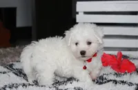 Kayson , a male Bichon Frise for sale in Millersburg, OH – 8 of 10