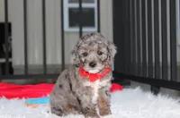 Banjo, a male Poodle - Miniature  for sale in Millersburg, OH – 7 of 9
