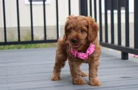 Lyra, a female Cockapoo for sale in Millersburg, OH – 3 of 5