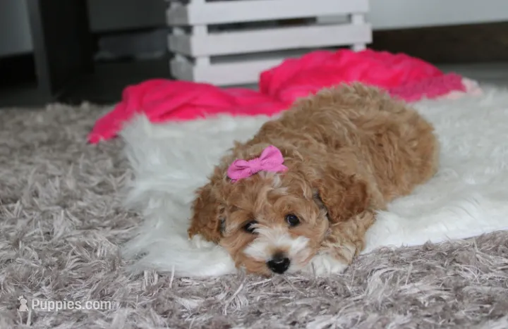 Paisley  – Cockapoo puppy for sale in Millersburg, OH