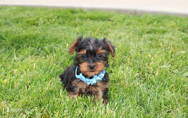 Enzo – Yorkipoo puppy for sale in Millersburg, OH