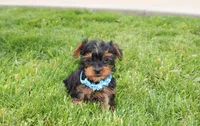 Enzo, a male Yorkipoo for sale in Millersburg, OH – 1 of 6