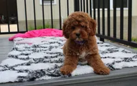 Phoebe , a female Cockapoo for sale in Millersburg, OH – 5 of 7