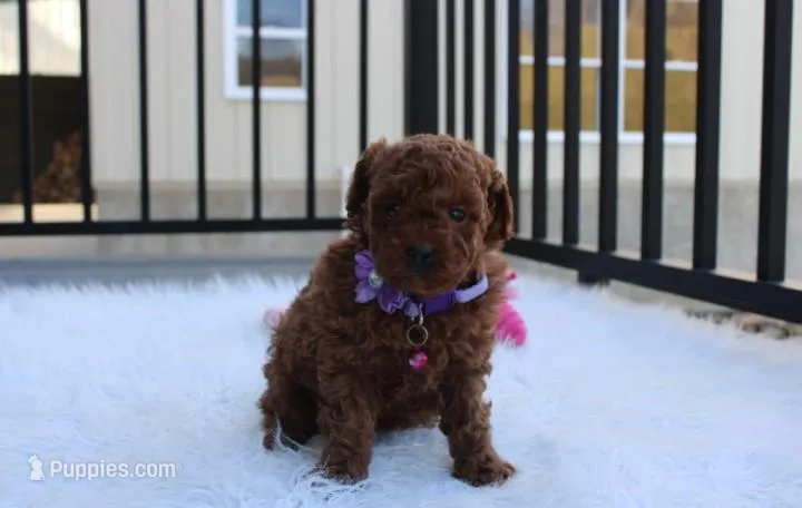 Maggie , a female Poodle - Toy  for sale in Millersburg, OH – Photo 1 of 6