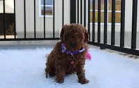 Maggie , a female Poodle - Toy  for sale in Millersburg, OH – Photo 1 of 6