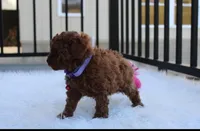Maggie , a female Poodle - Toy  for sale in Millersburg, OH – Photo 4 of 6