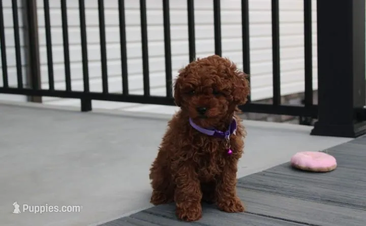 Maggie  – Poodle - Toy  puppy for sale in Millersburg, OH