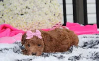 Sunny, a female Bichpoo for sale in Millersburg, OH – 10 of 10