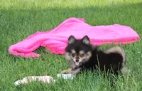 Tilly, a female Pomeranian for sale in Millersburg, OH – 8 of 10