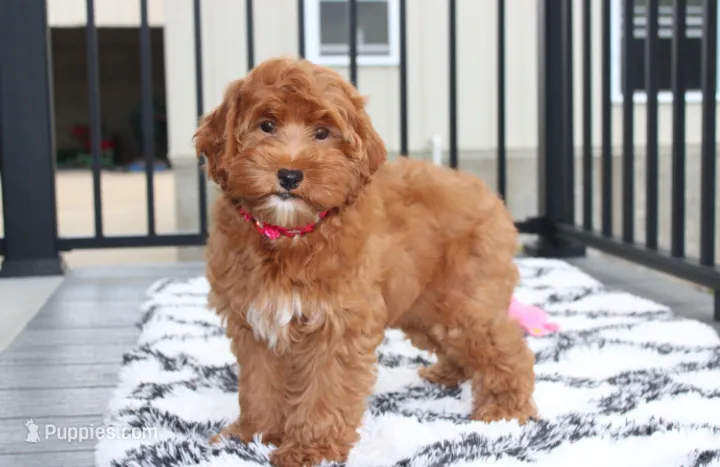 Penny  – Cockapoo puppy for sale in Millersburg, OH