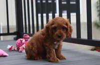 Lily, a female Cockapoo for sale in Millersburg, OH – 3 of 6