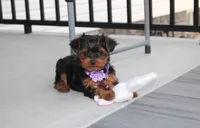 Elsa, a female Yorkipoo for sale in Millersburg, OH – 2 of 8