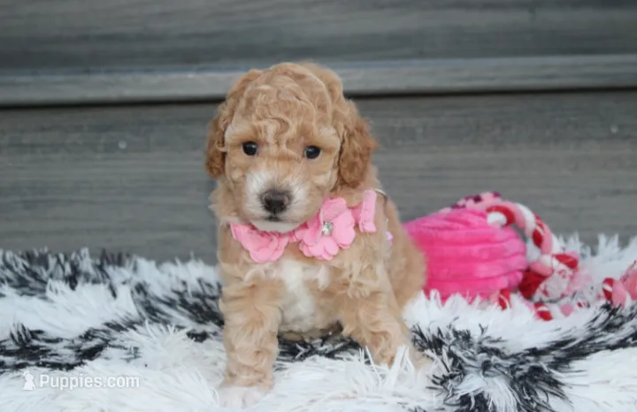 Kallista  – Bichpoo puppy for sale in Millersburg, OH