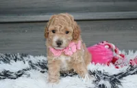 Kallista , a female Bichpoo for sale in Millersburg, OH – 1 of 6