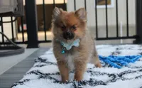Asher, a male Pomeranian for sale in Millersburg, OH – Photo 1 of 5