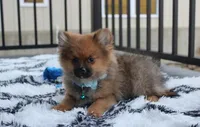Asher, a male Pomeranian for sale in Millersburg, OH – Photo 4 of 5