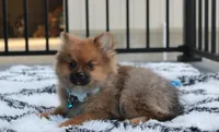 Asher, a male Pomeranian for sale in Millersburg, OH – Photo 2 of 5