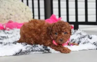 Sugar, a female Bichpoo for sale in Millersburg, OH – 4 of 8
