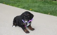 Amber , a female Poodle - Miniature  for sale in Millersburg, OH – Photo 5 of 8