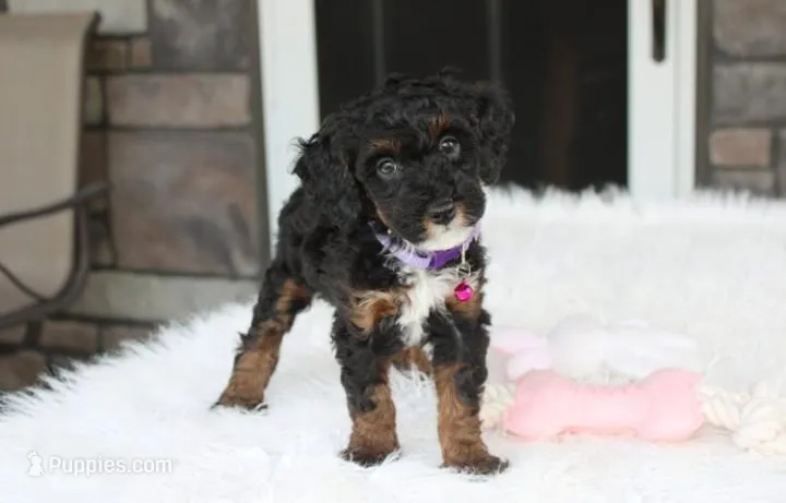 Amber  – Poodle - Miniature  puppy for sale in Millersburg, OH