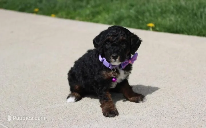 Amber  – Poodle - Miniature  puppy for sale in Millersburg, OH
