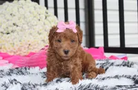 Sunny, a female Bichpoo for sale in Millersburg, OH – 4 of 10