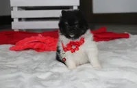 ZIGGY, a male Pomeranian for sale in Millersburg, OH – 6 of 7