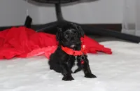 River, a male Yorkipoo for sale in Millersburg, OH – 2 of 7