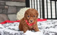 Simba, a male Bichpoo for sale in Millersburg, OH – 5 of 8