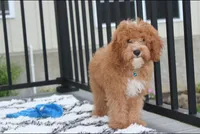Lenny , a male Cavapoo for sale in Millersburg, OH – 4 of 5