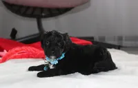 Ranger, a male Yorkipoo for sale in Millersburg, OH – 6 of 7