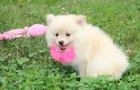 Layla, a female Pomeranian for sale in Millersburg, OH – 3 of 7