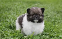 Juno, a female Pomeranian for sale in Millersburg, OH – 9 of 10