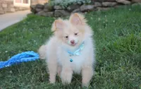 Teddy , a male Pomeranian for sale in Millersburg, OH – 4 of 9