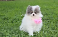 Flora, a female Pomeranian for sale in Millersburg, OH – 5 of 7