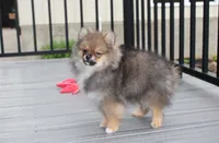Casper , a male Pomeranian for sale in Millersburg, OH – 8 of 10