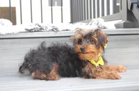 Enzo, a male Yorkipoo for sale in Millersburg, OH – 6 of 8