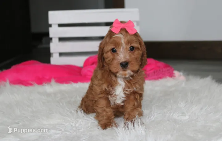 Felicity  – Cavapoo puppy for sale in Millersburg, OH