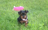 Emmy , a female Yorkipoo for sale in Millersburg, OH – 5 of 6