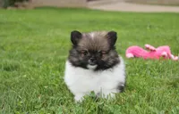Juno, a female Pomeranian for sale in Millersburg, OH – 3 of 7