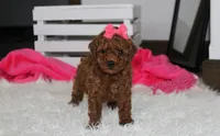 Sally, a female Poodle - Miniature  for sale in Millersburg, OH – 3 of 9