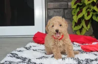 Kelby, a male Bichpoo for sale in Millersburg, OH – 4 of 10