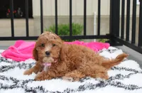 Felicity , a female Cavapoo for sale in Millersburg, OH – 5 of 10