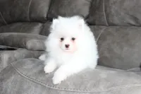 Emerson, a male Pomeranian for sale in Millersburg, OH – Photo 4 of 10